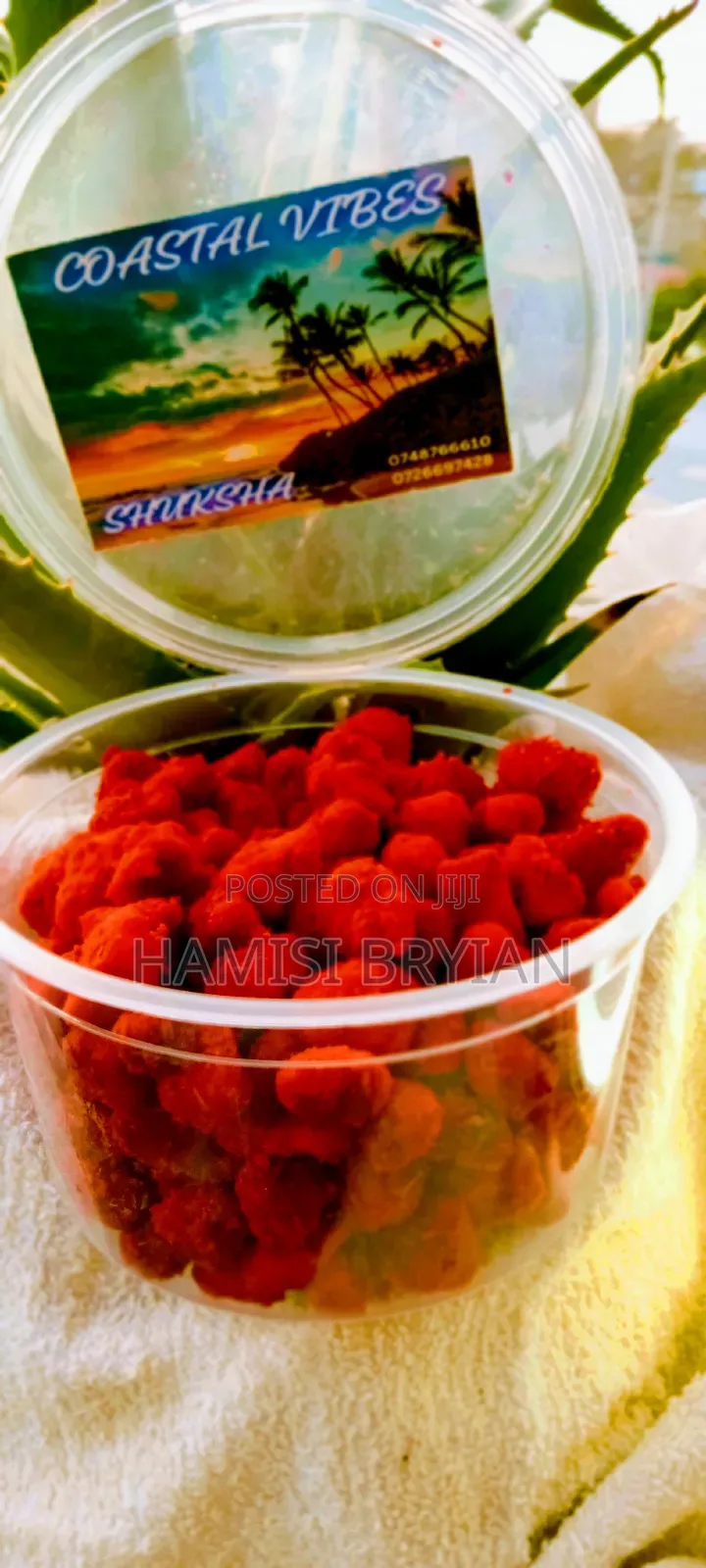 Chumchum Mabuyus for Sell