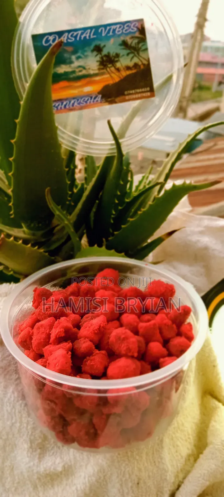 Chumchum Mabuyus for Sell