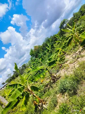 Distress Sale: Prime 12-Acre Agri- Project – Shimba Hills,