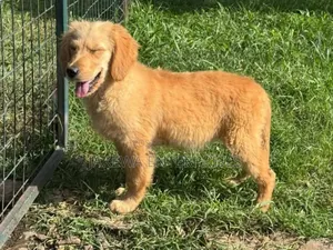 1-3 months Female Purebred Golden Retriever