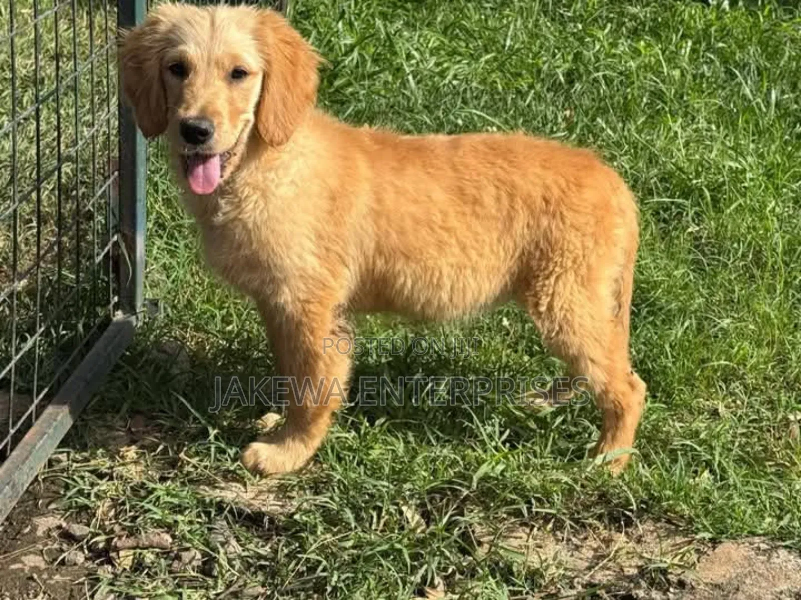 1-3 months Female Purebred Golden Retriever