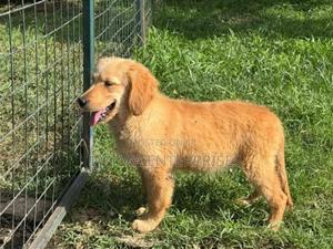 1-3 months Female Purebred Havanese - main view