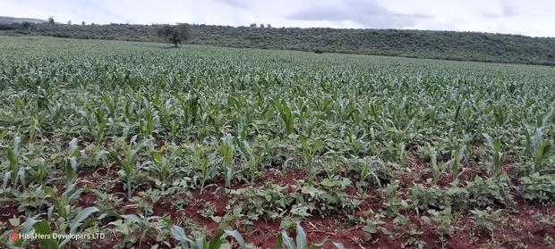 13 Acres for Sale in Nakuru, Lower Subukia Lower Mumoi Area