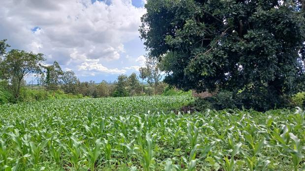 Sabasaba 3 Acres on Sale - thumbnail 2