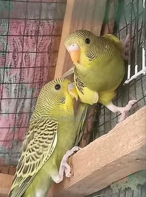 Young Budgies - main view