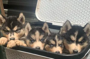 1-3 months Male Purebred Siberian Husky