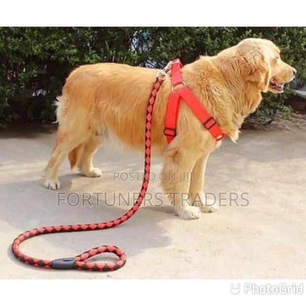 Dog Leash / Harness - thumbnail 3