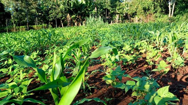 Red Soil Land on Sale - main view