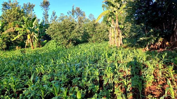 Red Soil Land on Sale - thumbnail 3