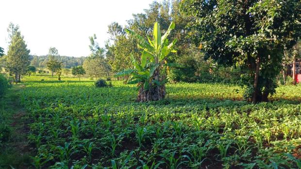 Red Soil Land on Sale - thumbnail 4