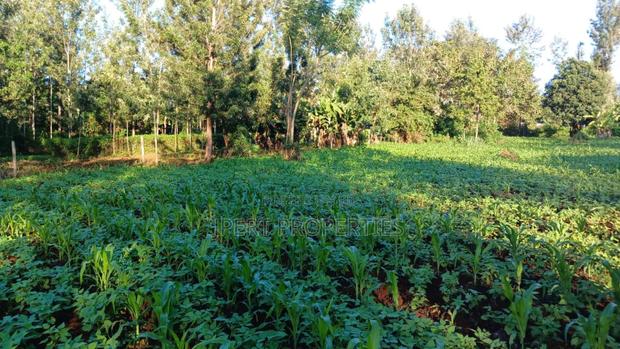 Red Soil Land on Sale - thumbnail 5