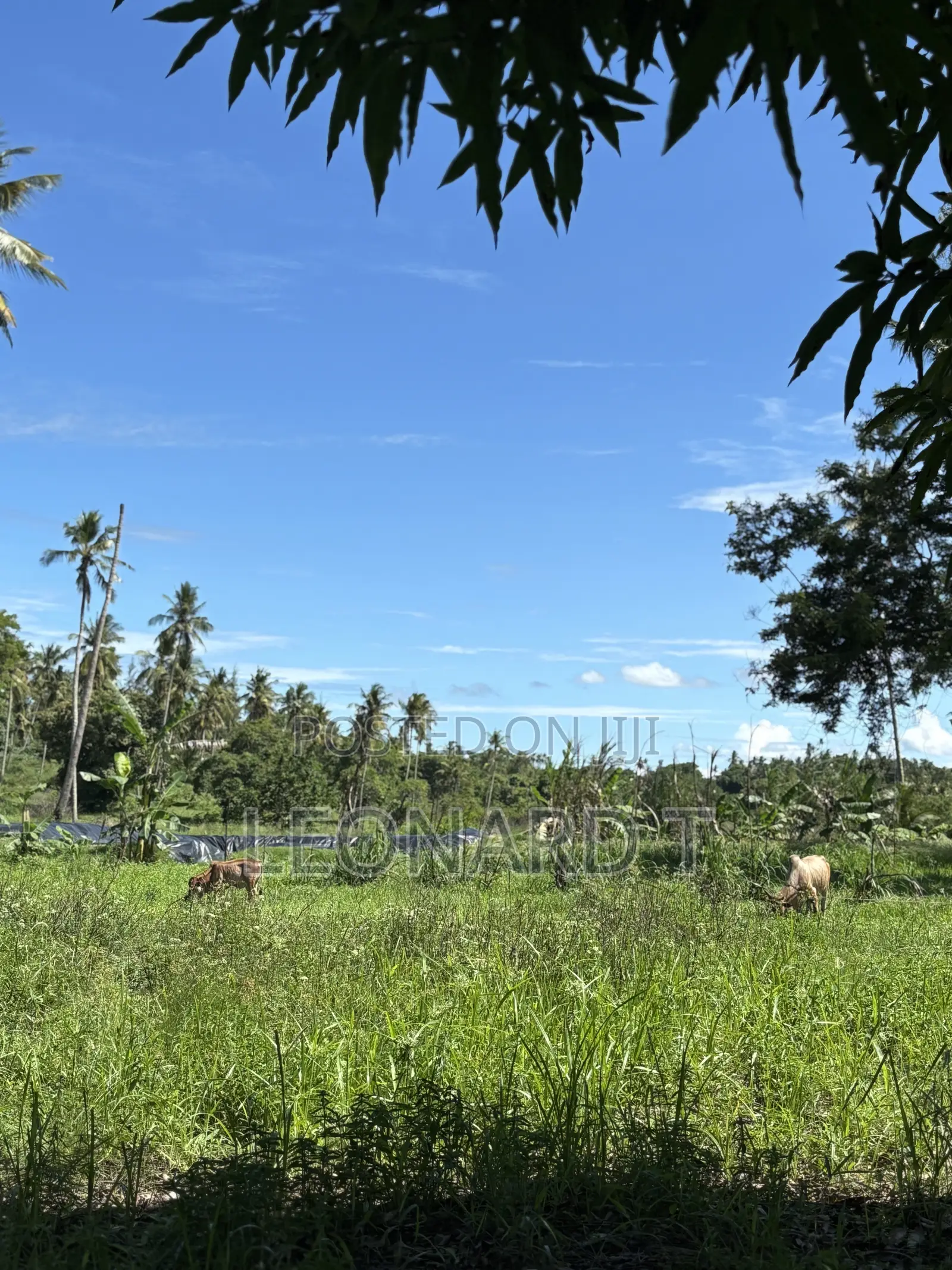 Prime 3-Acre Land for Sale – Only 20 Minutes From Diani!