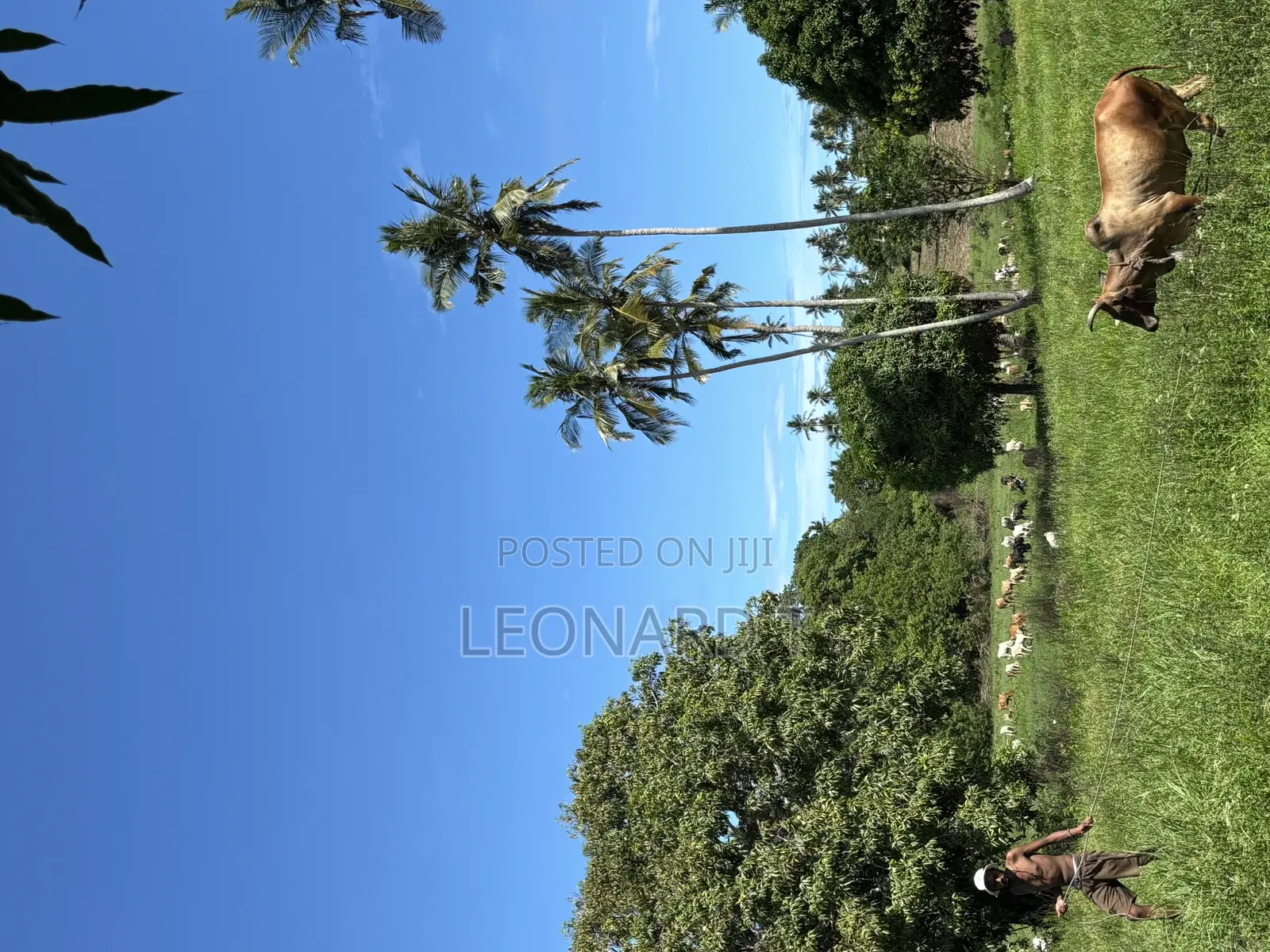 Prime 3-Acre Land for Sale – Only 20 Minutes From Diani!