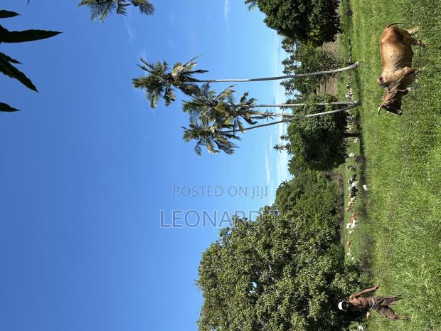 Prime 3-Acre Land for Sale – Only 20 Minutes From Diani! - thumbnail 5