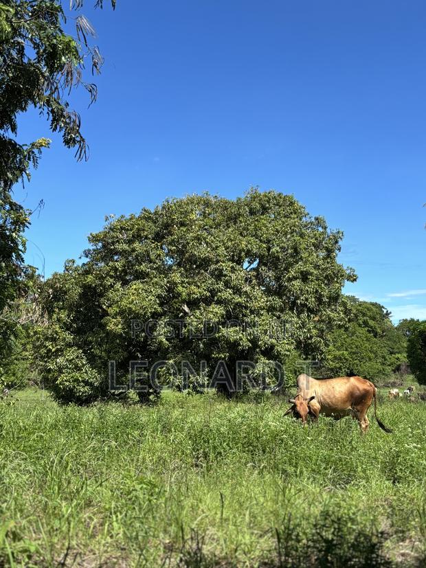 Prime 3-Acre Land for Sale – Only 20 Minutes From Diani! - main view