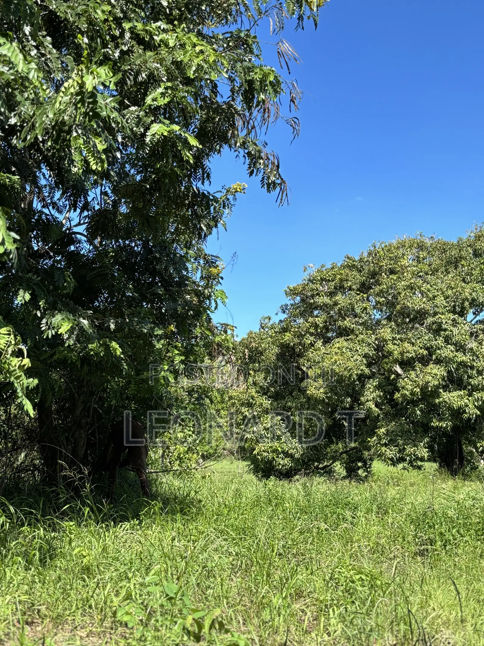 Prime 3-Acre Land for Sale – Only 20 Minutes From Diani!