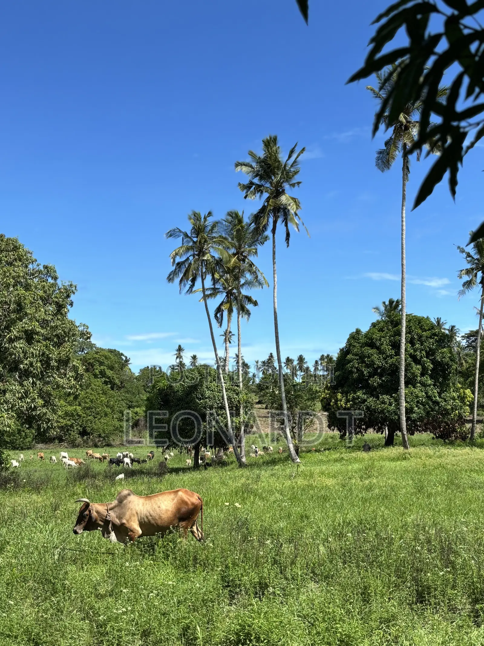 Prime 3-Acre Land for Sale – Only 20 Minutes From Diani!