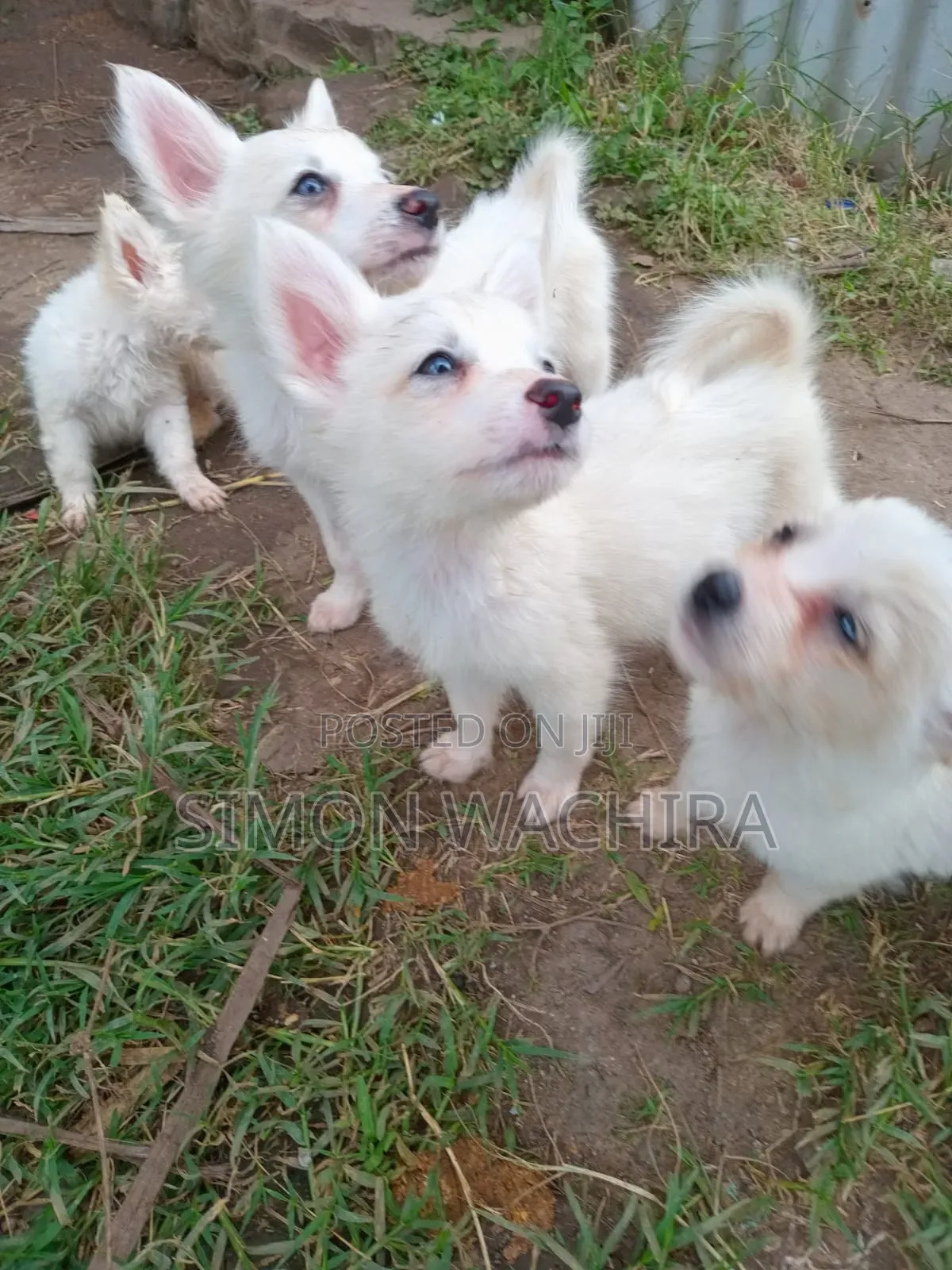 1-3 months Male Purebred Japanese Spitz