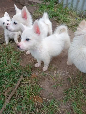 1-3 months Male Purebred Japanese Spitz