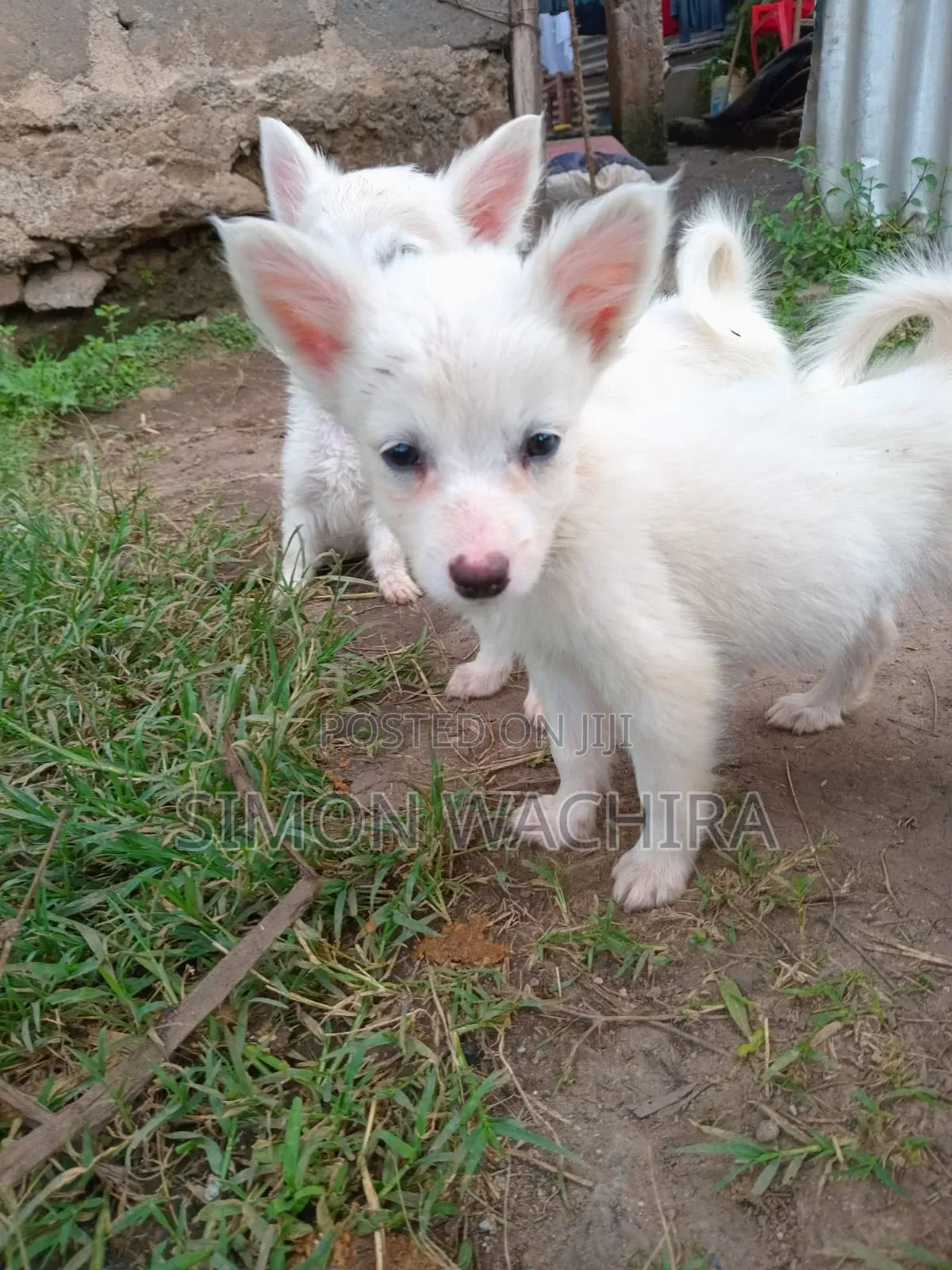 1-3 months Male Purebred Japanese Spitz