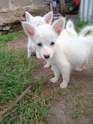 1-3 months Male Purebred Japanese Spitz