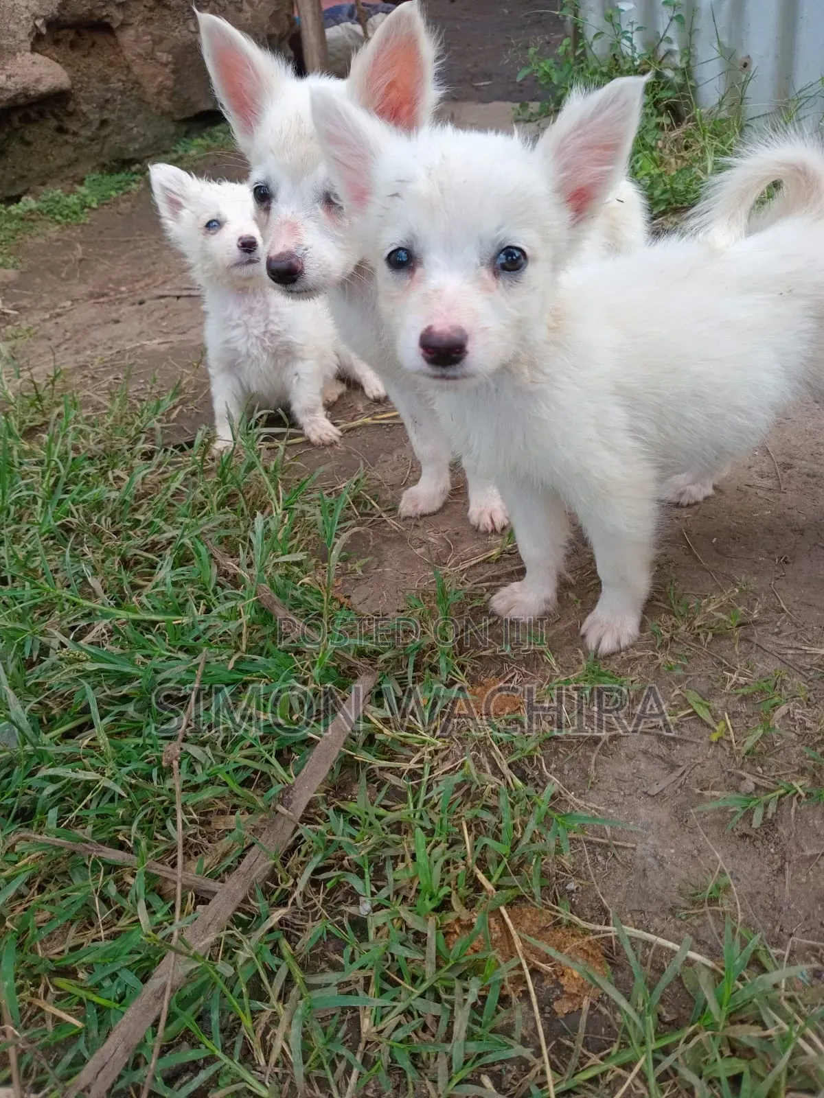 1-3 months Male Purebred Japanese Spitz