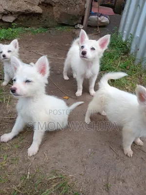 1-3 months Male Purebred Japanese Spitz