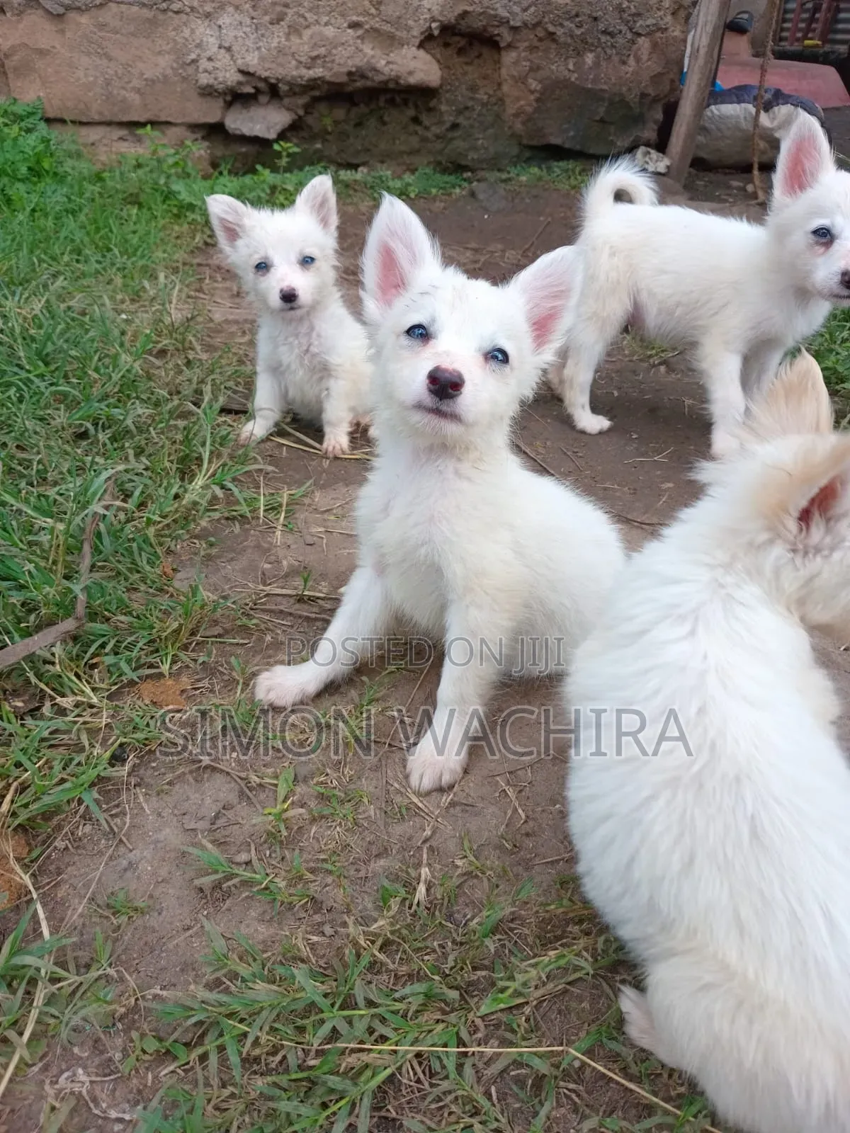 1-3 months Male Purebred Japanese Spitz