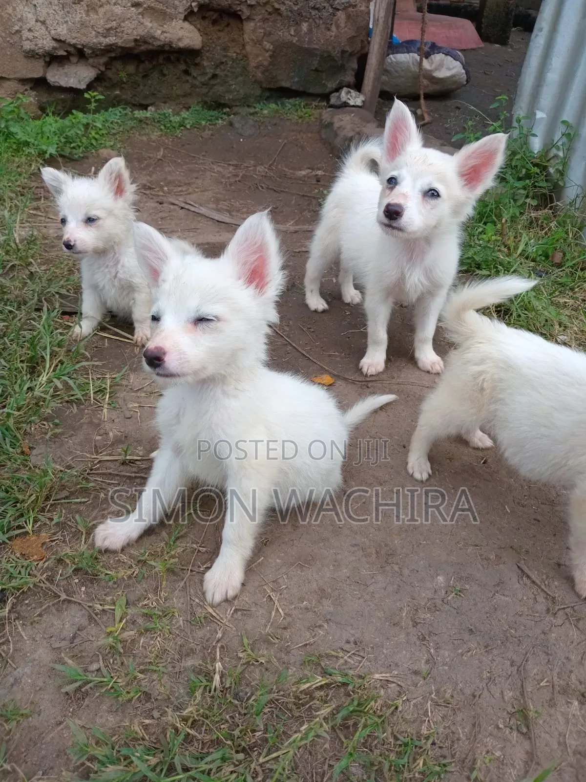1-3 months Male Purebred Japanese Spitz