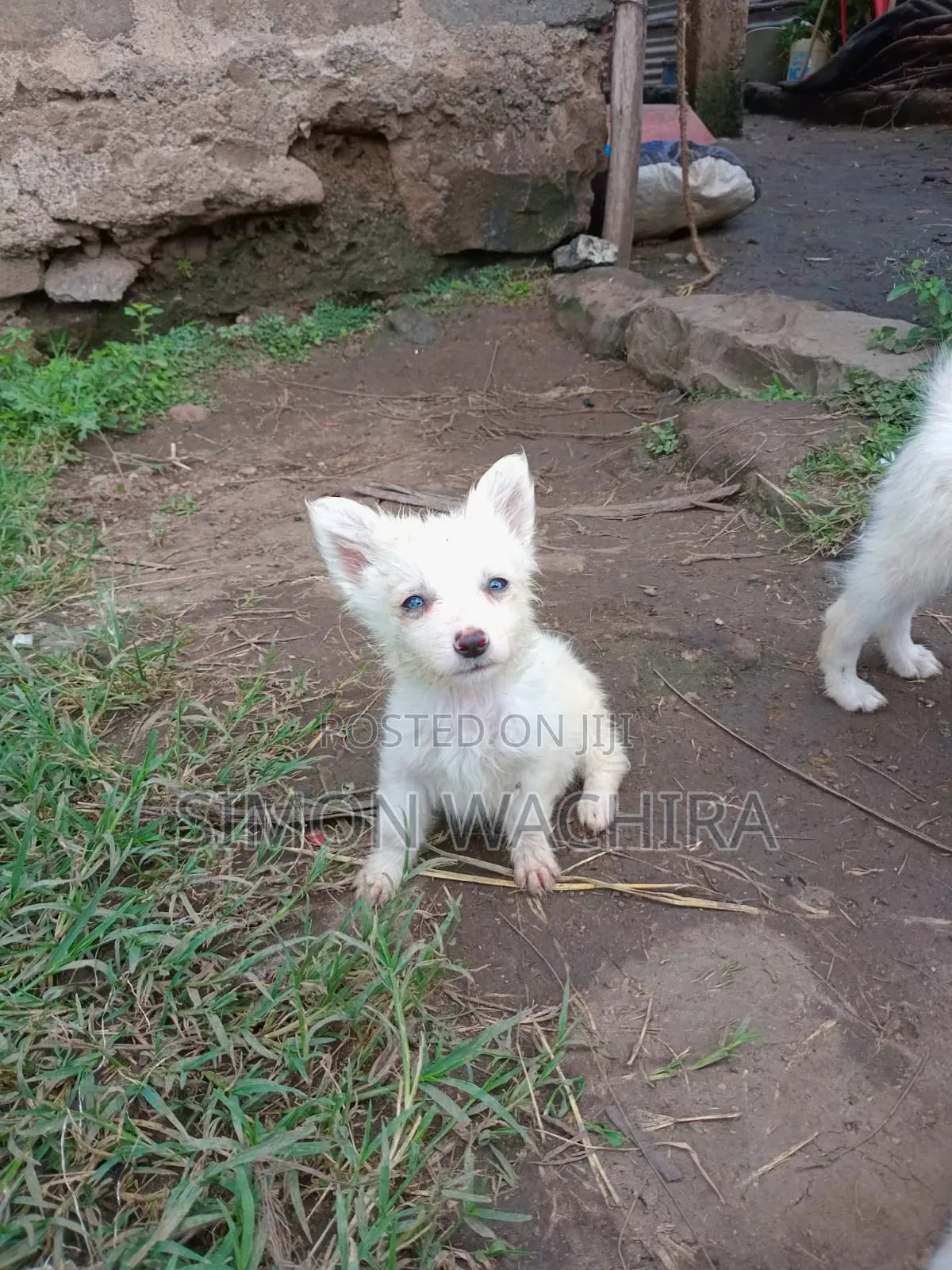 1-3 months Male Purebred Japanese Spitz