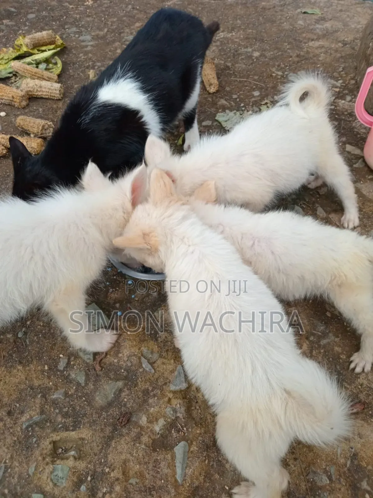 1-3 months Male Purebred Japanese Spitz