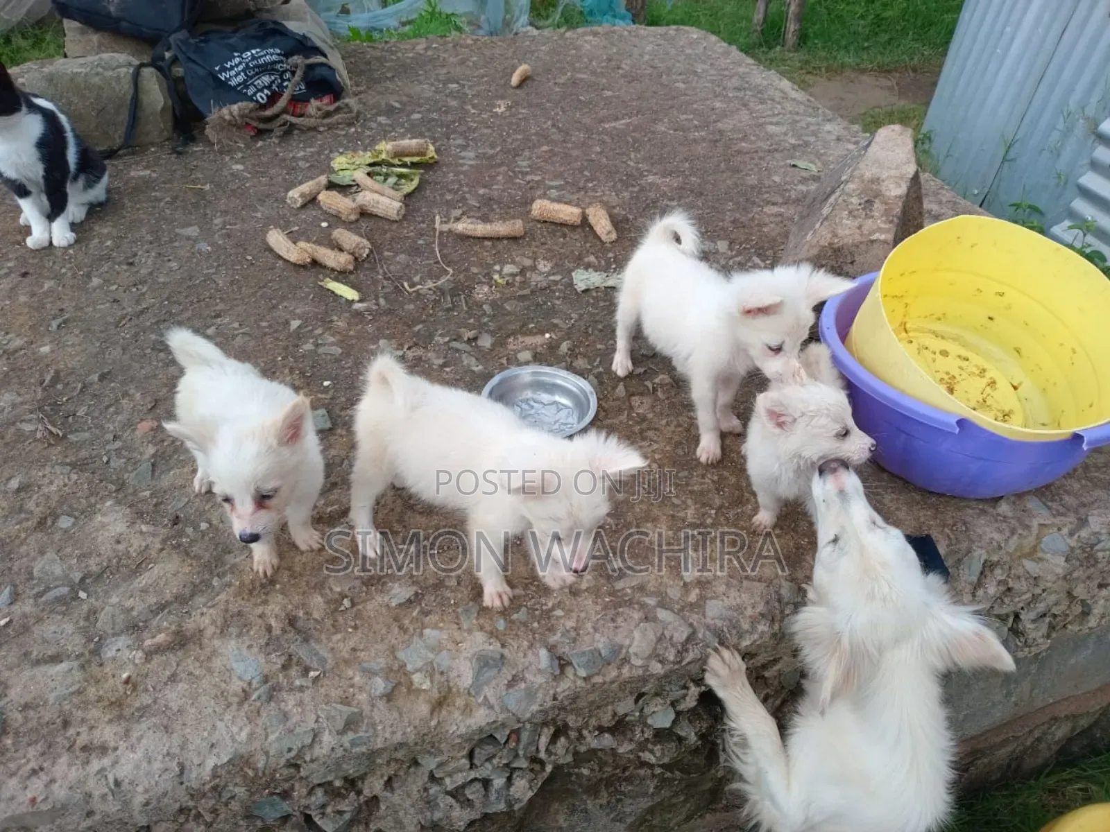 1-3 months Male Purebred Japanese Spitz