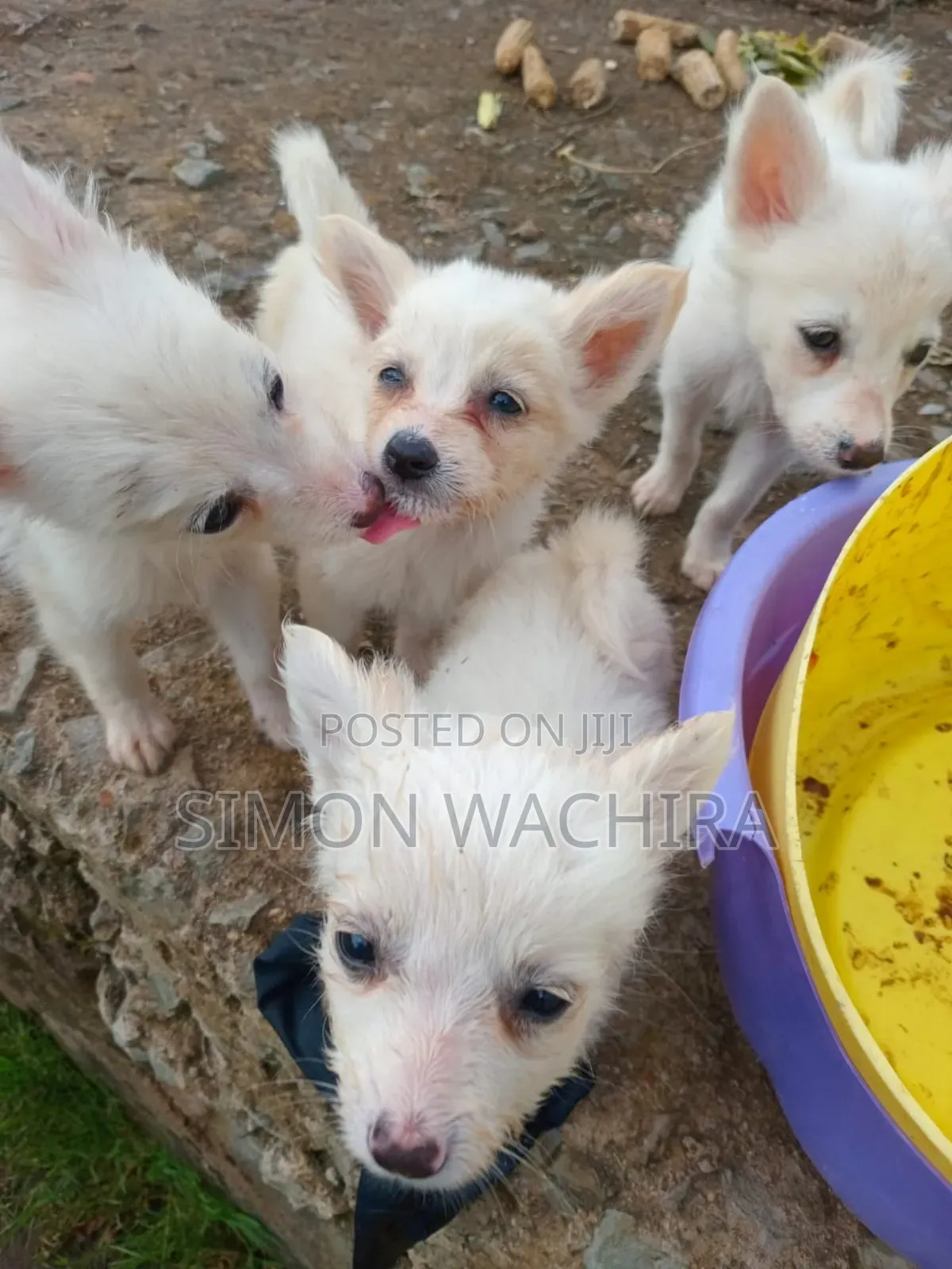 1-3 months Male Purebred Japanese Spitz