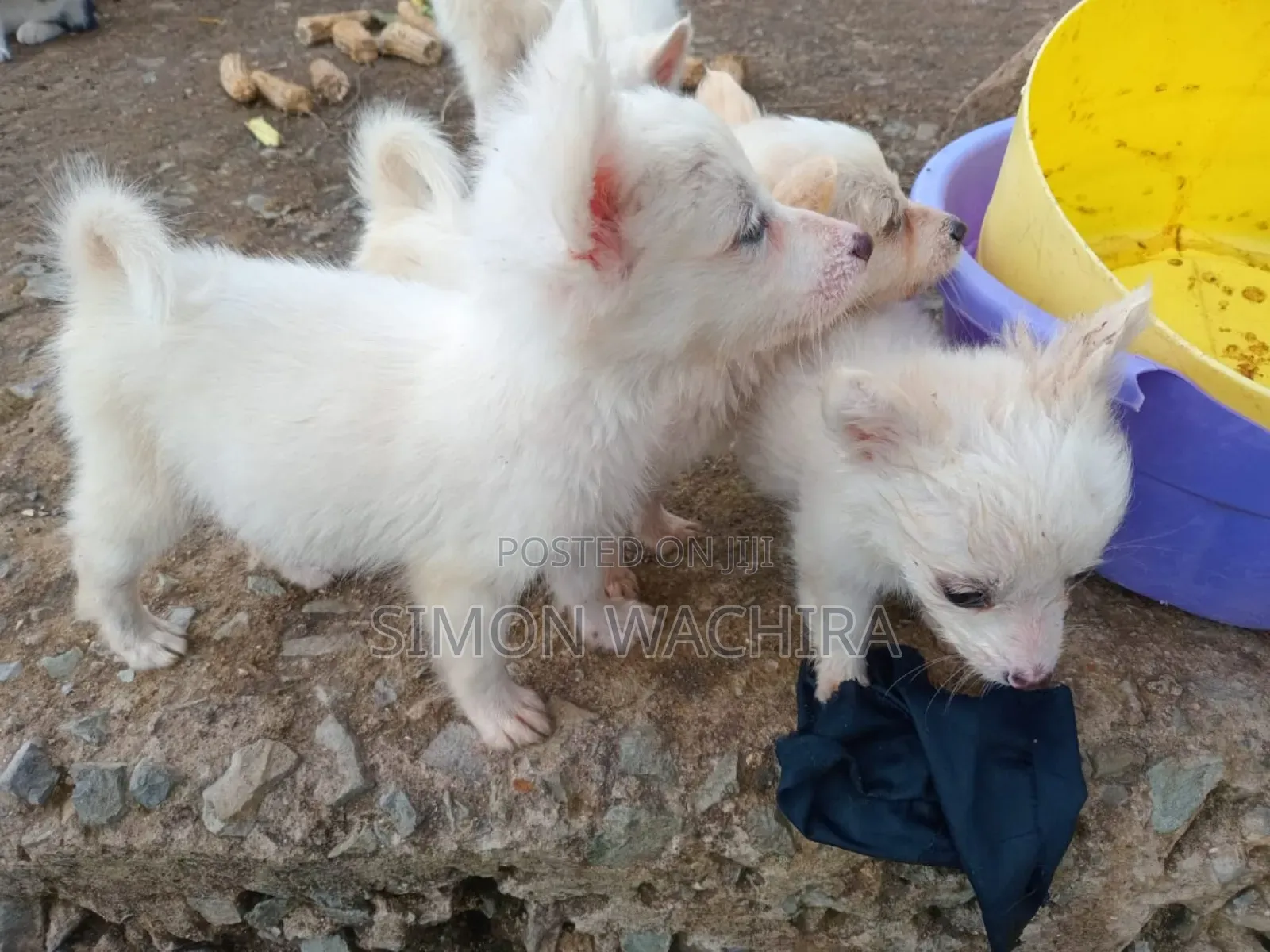 1-3 months Male Purebred Japanese Spitz