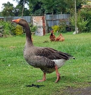 Goose on Sale - main view