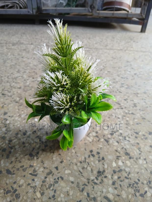 Small Decorative Plants Available