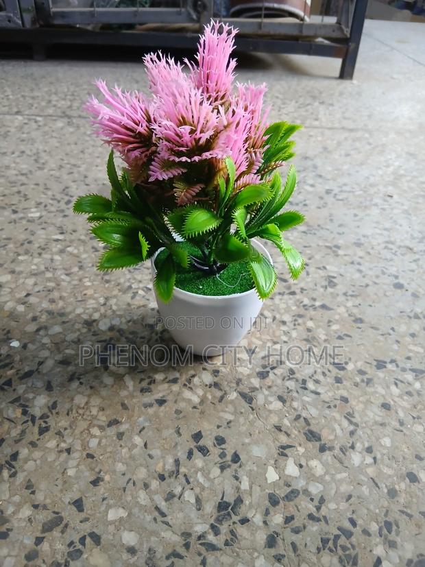 Small Decorative Plants Available - thumbnail 2