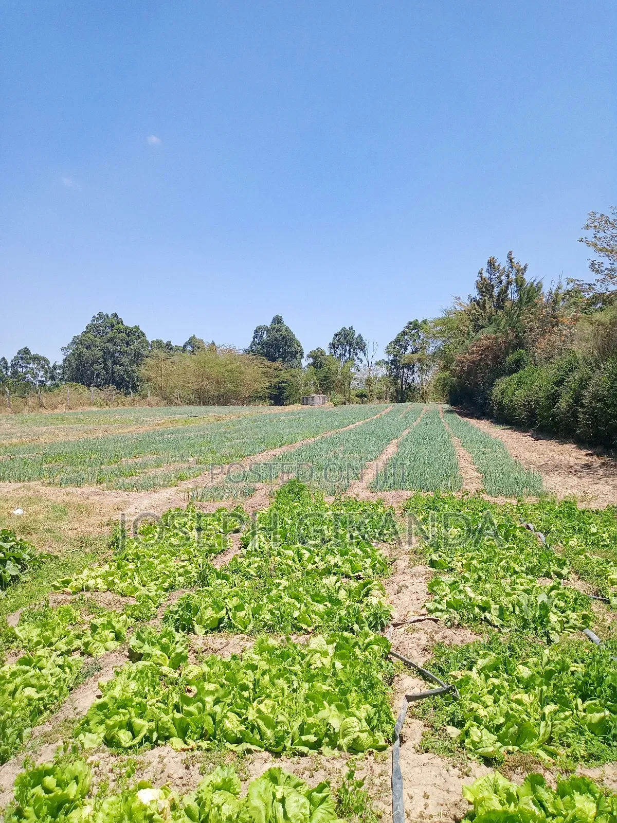 Agricultural Land
