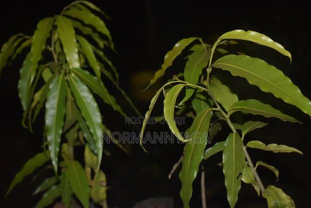 Indian Ashok Seedlings - thumbnail 4