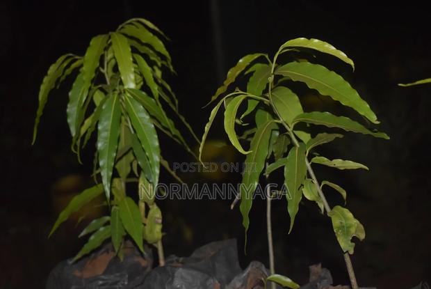 Indian Ashok Seedlings - thumbnail 8