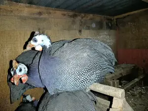 Domestic Guinea Fowl - Mature Kanga