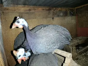 Domestic Guinea Fowl - Mature Kanga