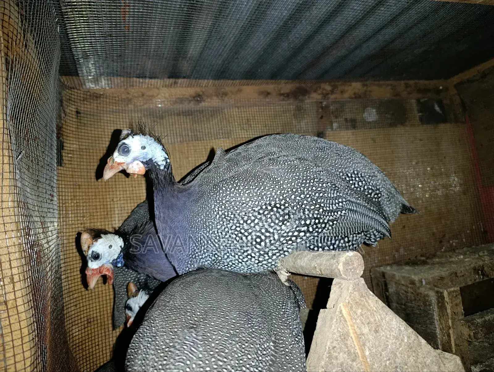 Domestic Guinea Fowl - Mature Kanga