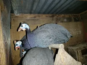 Domestic Guinea Fowl - Mature Kanga
