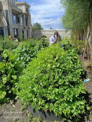 Multistorey Garden