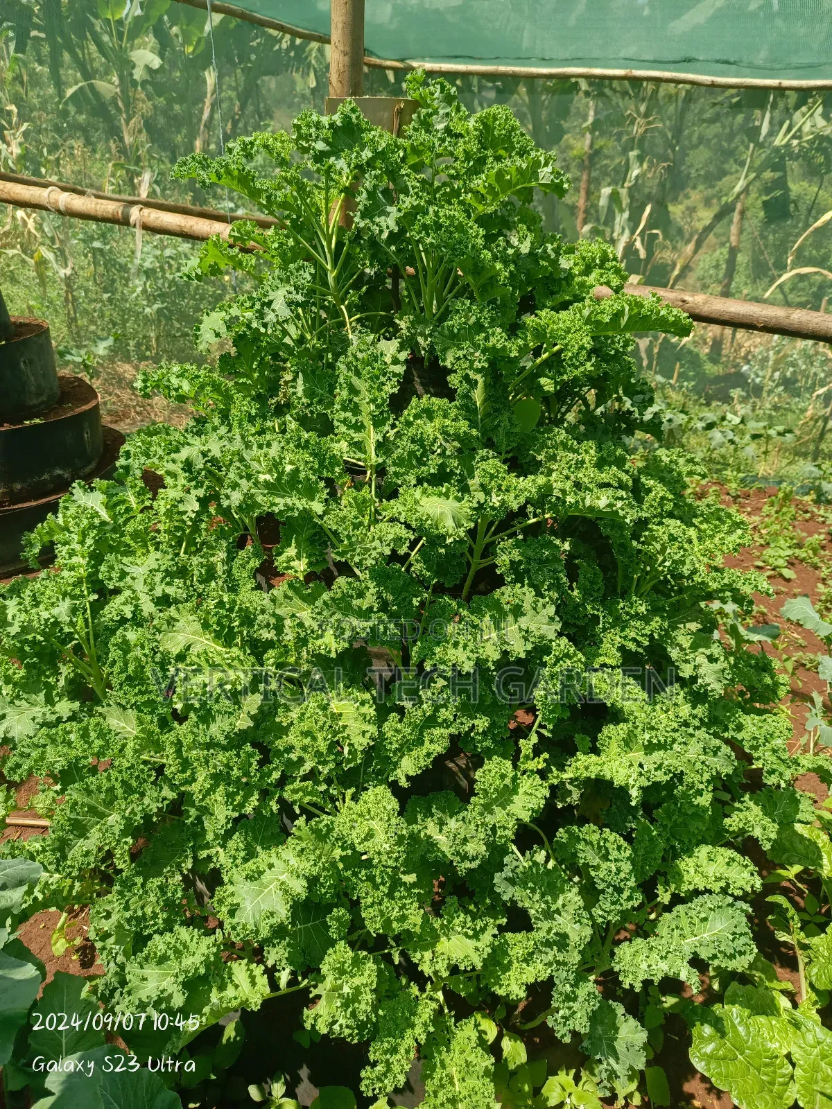 Multistorey Garden