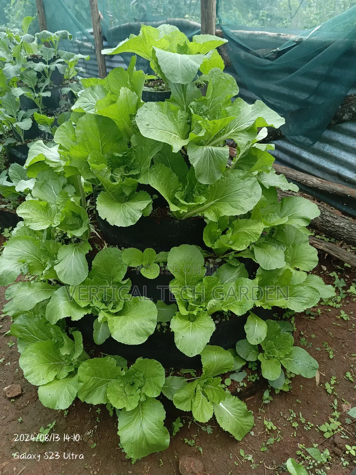 Multistorey Garden