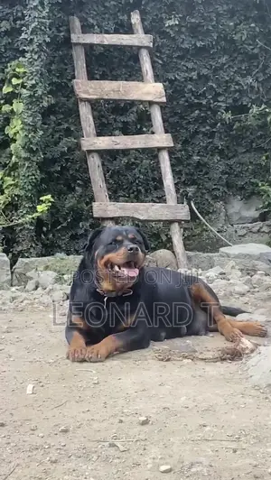 1-3 months Male Purebred Rottweiler
