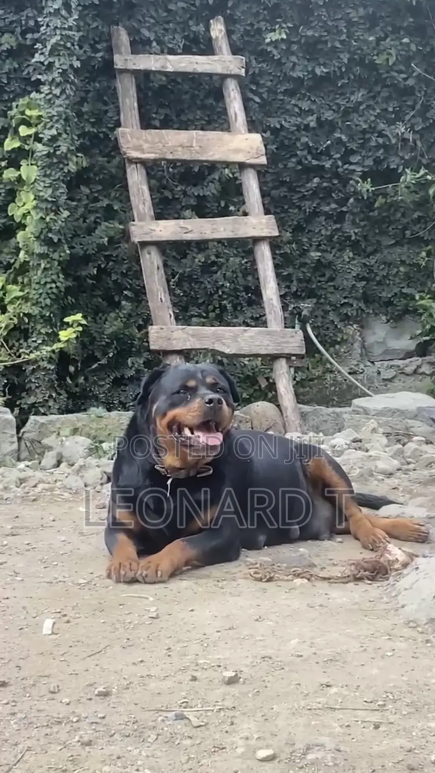 1-3 months Male Purebred Rottweiler
