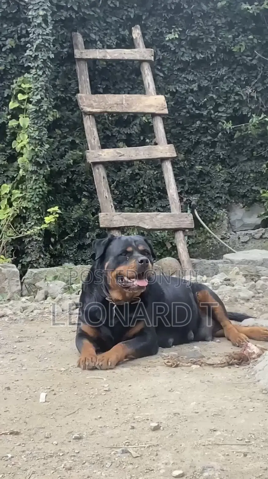 1-3 months Male Purebred Rottweiler